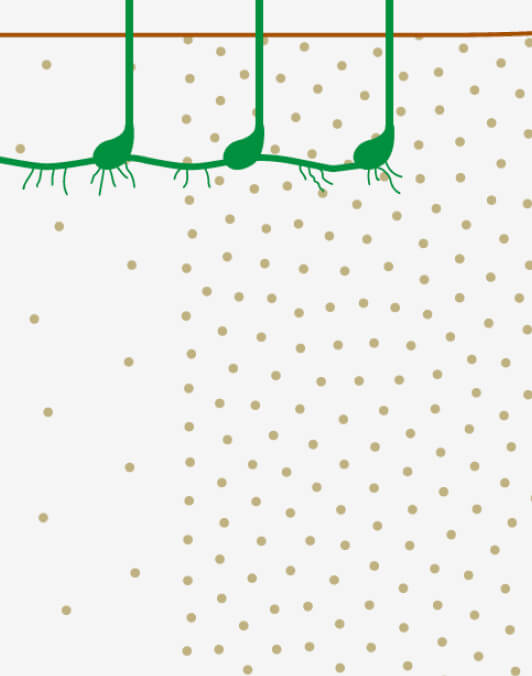 Ecosystem conservation