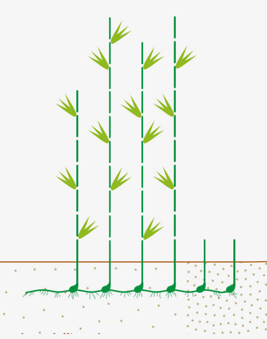 Natural regeneration